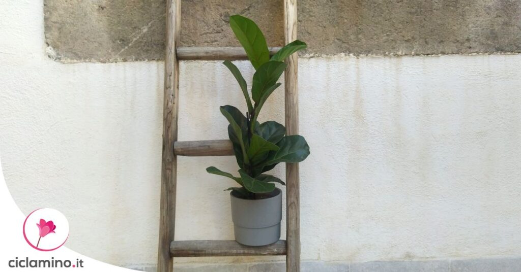 piante-ficus-varieta