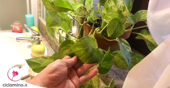 pothos-capire-quando-rinvasare