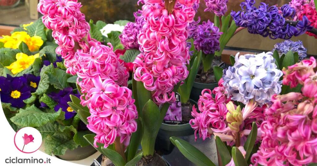 proteggere-giacinto-pioggia