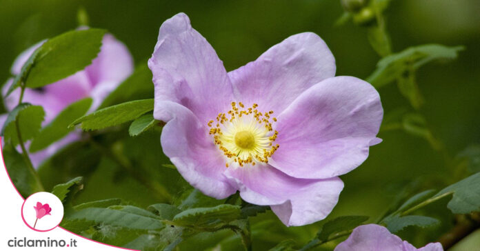 rosa-canina