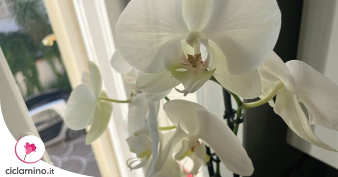 temperatura-casa-cura-orchidea