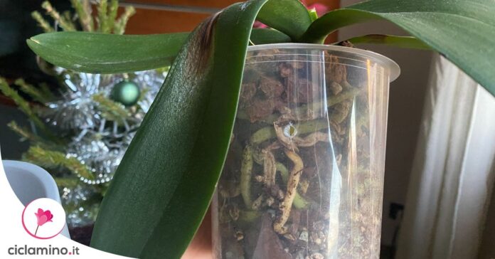 come-capire-se-orchidea-sta-marcendo