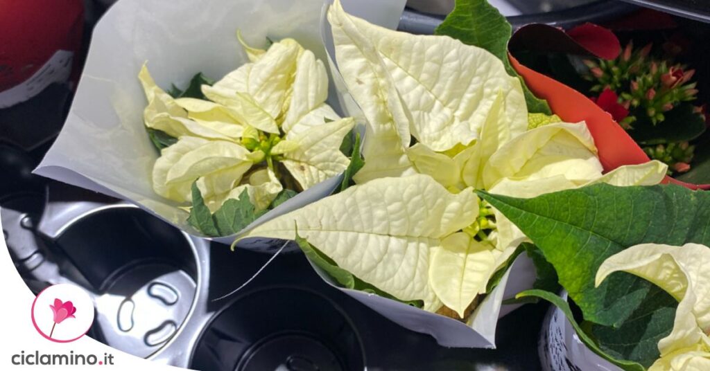 cosa-guardare-prima-acquistare-stella-natale