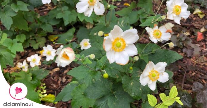 curare-anemone-giapponese