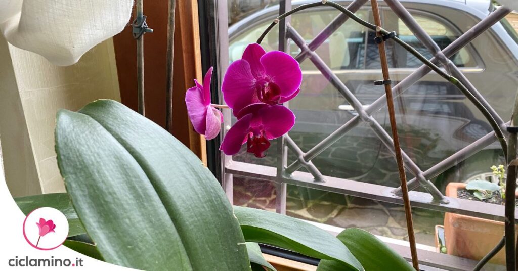 dove-non-mettere-orchidea-freddo-inverno