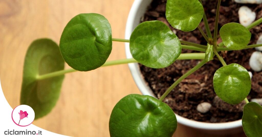 perche-regalare-pilea