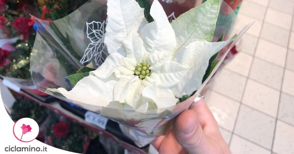 quali-varieta-stella-natale