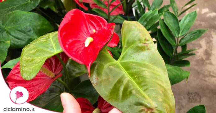 anthurium-pianta-della-settimana