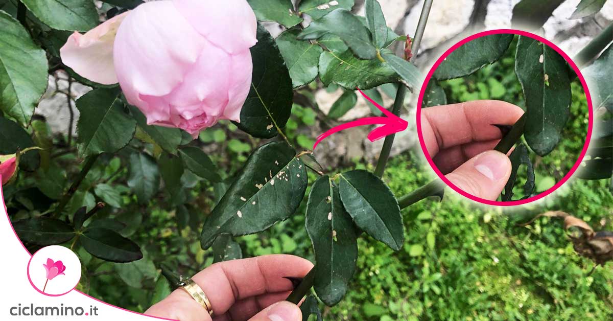 Perché le rose non hanno spine? - Qui potrete conoscere i fiori