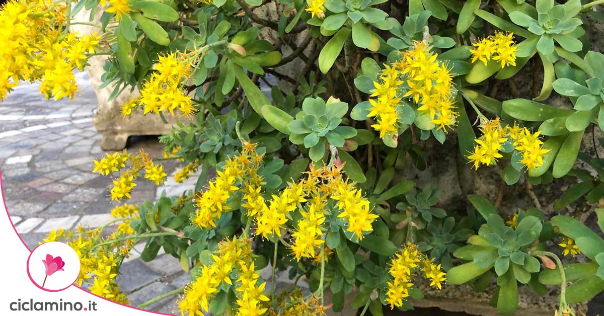 Giardino roccioso, quali piante scegliere