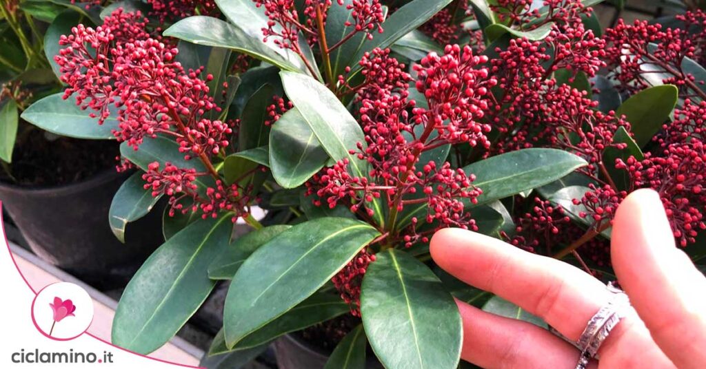 skimmia-errori-comuni