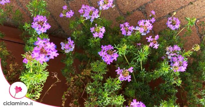 verbena-per-aiuole