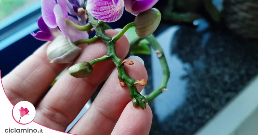 orchidea-fiori-secchi