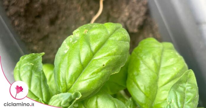 basilico-foglie-bucate