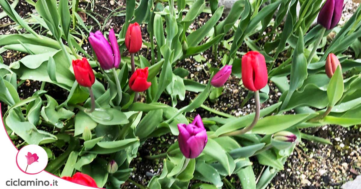 Bulbi Di Tulipano Veri - Fiori Da Giardino, Simbolo D'Amore, 2 Lampadine 16 Cm - Foto 4