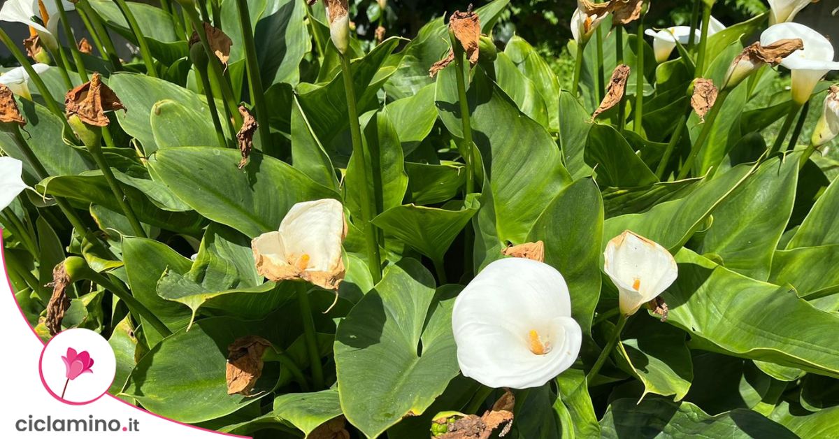 Come ho risolto quando la mia Calla aveva tutti i fiori secchi