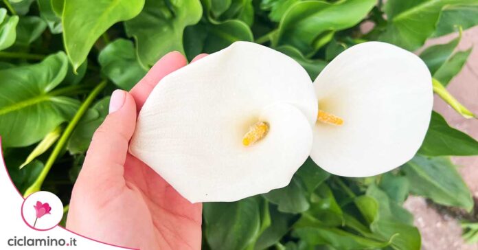 calla-fiorita