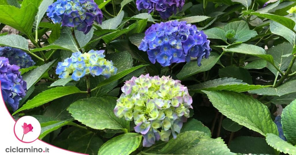 cambiare-colore-ortensia-possibile