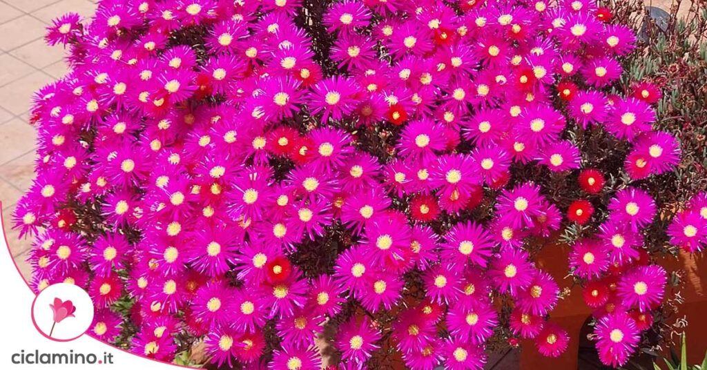 delosperma-fiori
