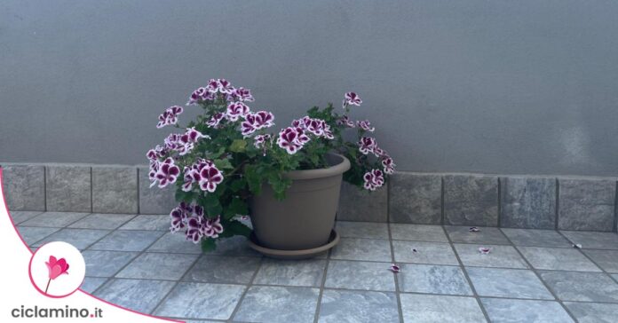 geranio-balcone-buio