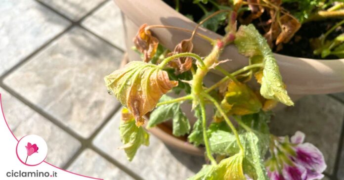 geranio-foglie-gialle-appassite