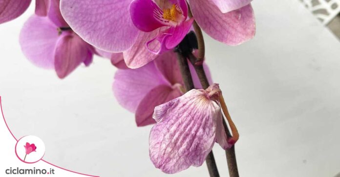 Come ho salvato l’Orchidea con un bicchiere d’acqua