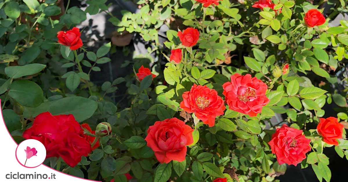 450 Semi Di Rosa In 9 Varietà Rare + Omaggio GRATIS – Coltiva Il Tuo Giardino