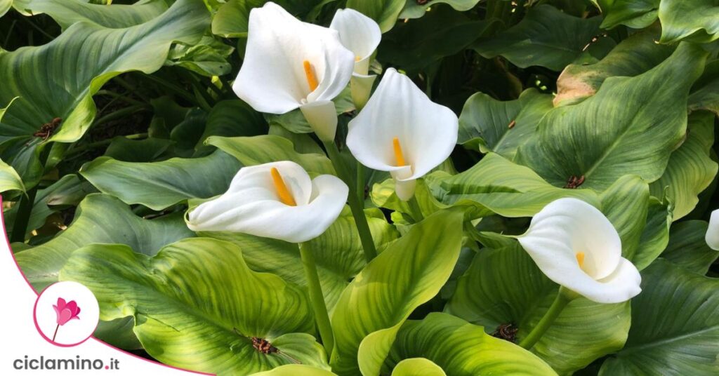 supportare-fioritura-calla