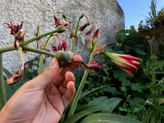 frutto amaryllis