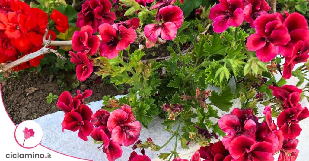 geranio-varietà-anti-zanzare