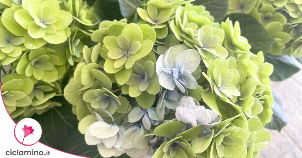 ortensia-fiori-verdi