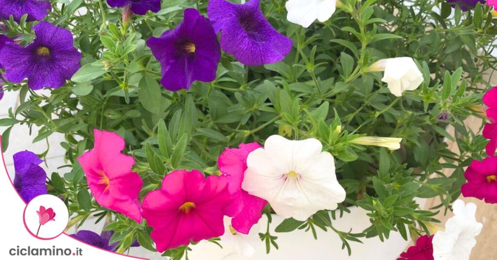 petunie-surfinie-differenza