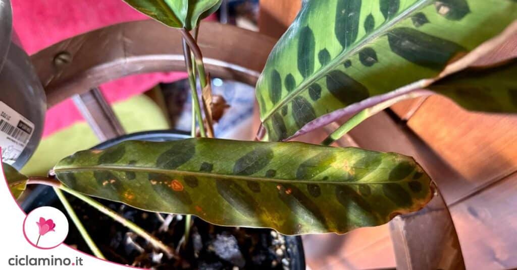 Calathea foglie macchie ruggine