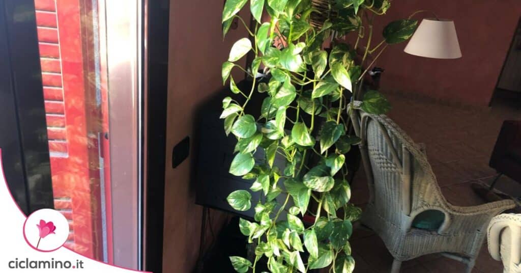 Dove tenere pothos estate