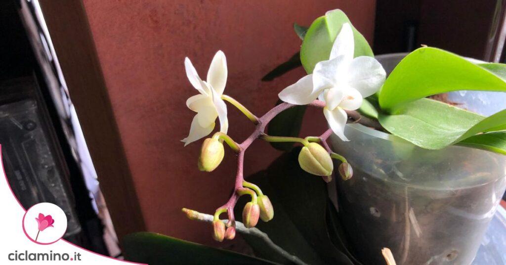 orchidea stelo radice