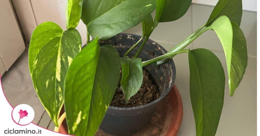 pothos-foglie-corte