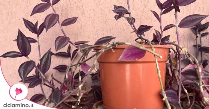 tradescantia-problemi-fronde