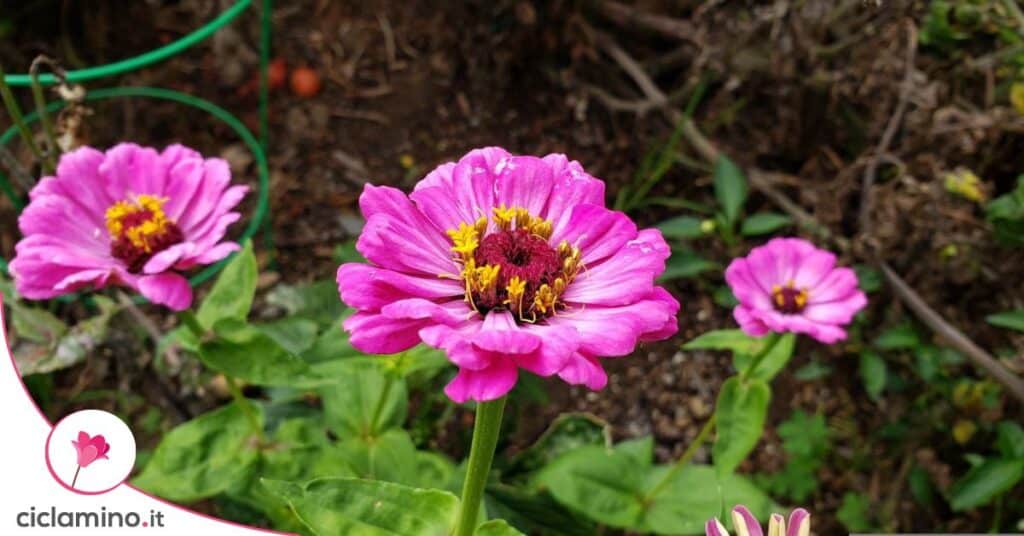 zinnia