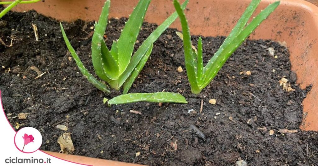 aloe germogli