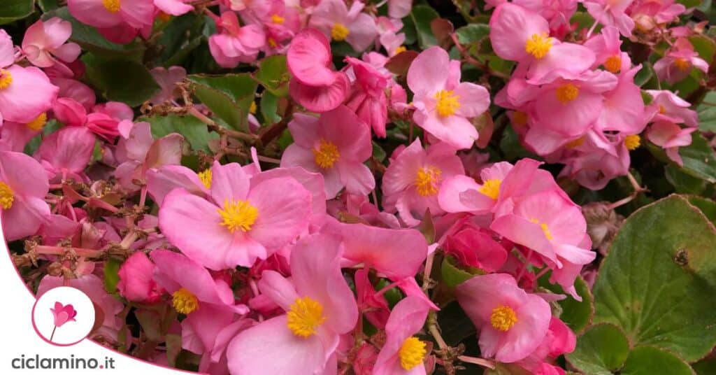 bulbi begonia