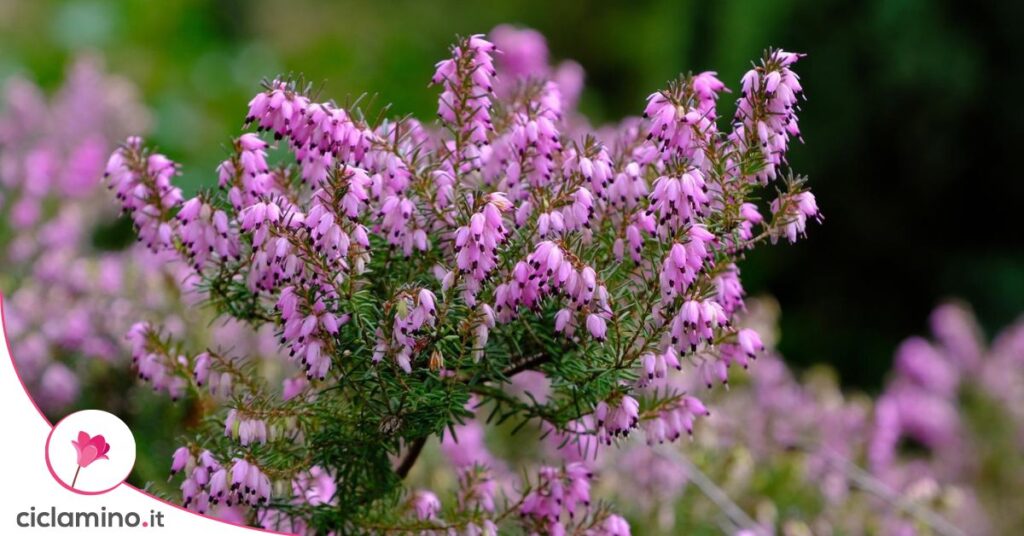 erica concime
