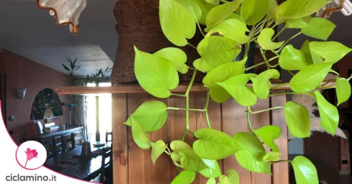 innaffiare pothos