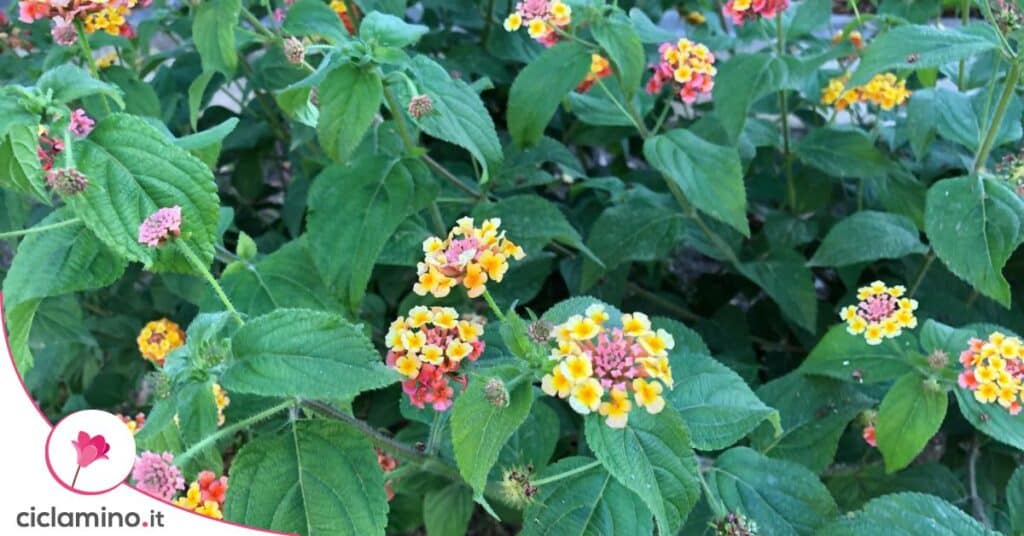 lantana moltiplicazione