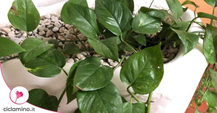 pothos gocce