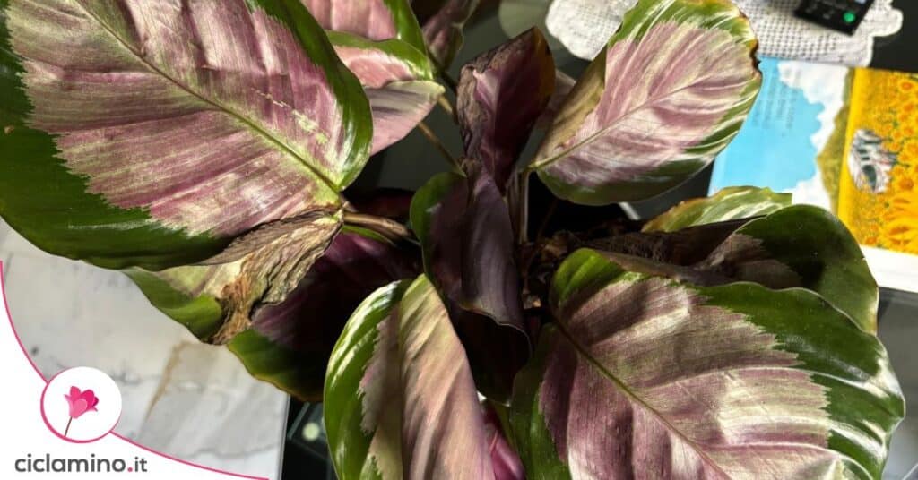 Calathea roseopicta