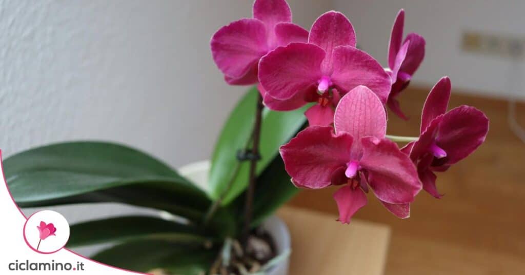 fiorire orchidea tutto anno