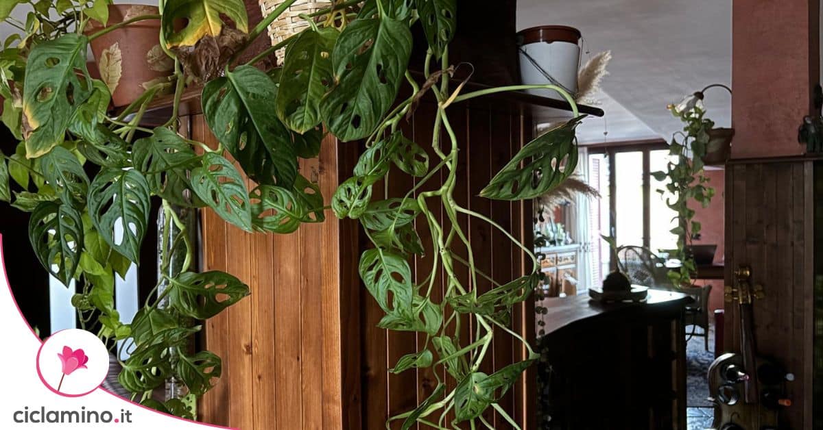 monstera house Monstera 'Split-Leaf'
