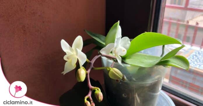 orchidea non fa fiori