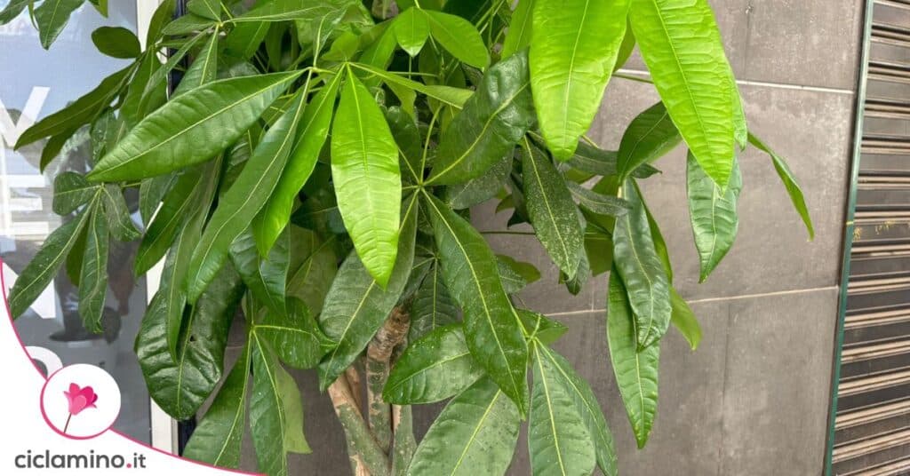 potare pachira aquatica