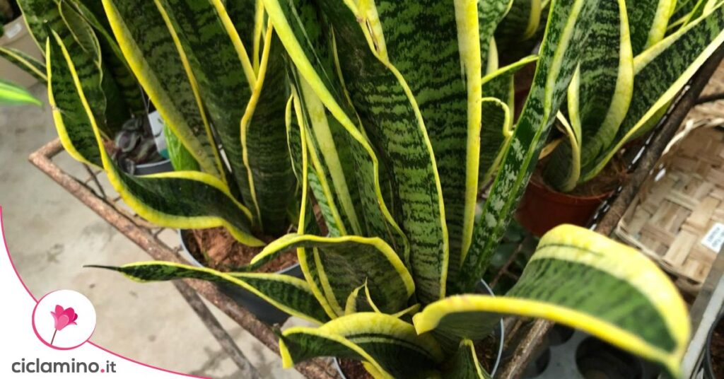 sansevieria